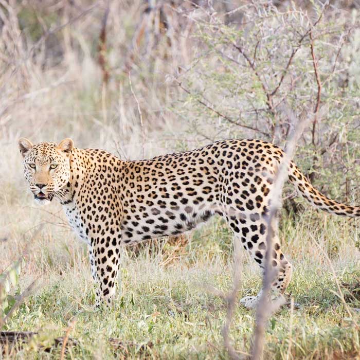 The-sultry-Lila-,-one-of-the-collared-wild-leopards-on-Okonjima-2