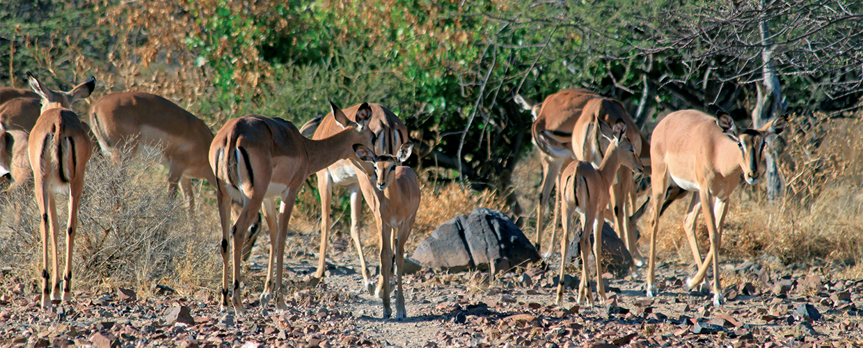 impala_heading