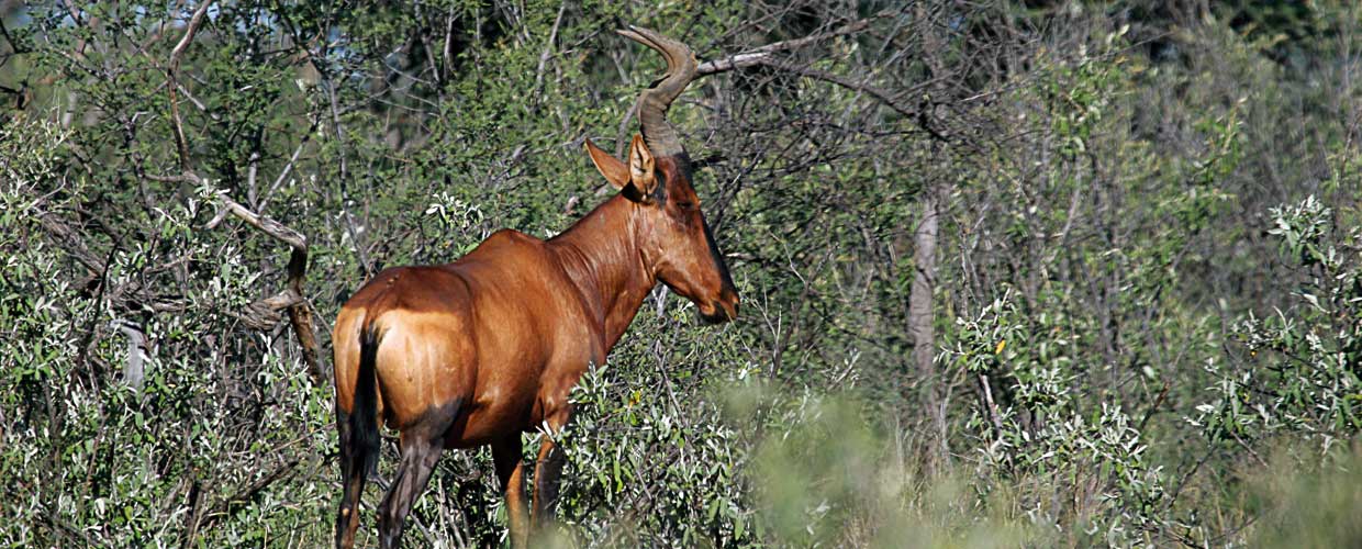 Hartebeest-cover