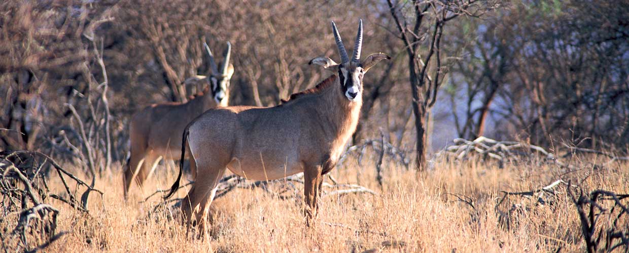 Roanantelope