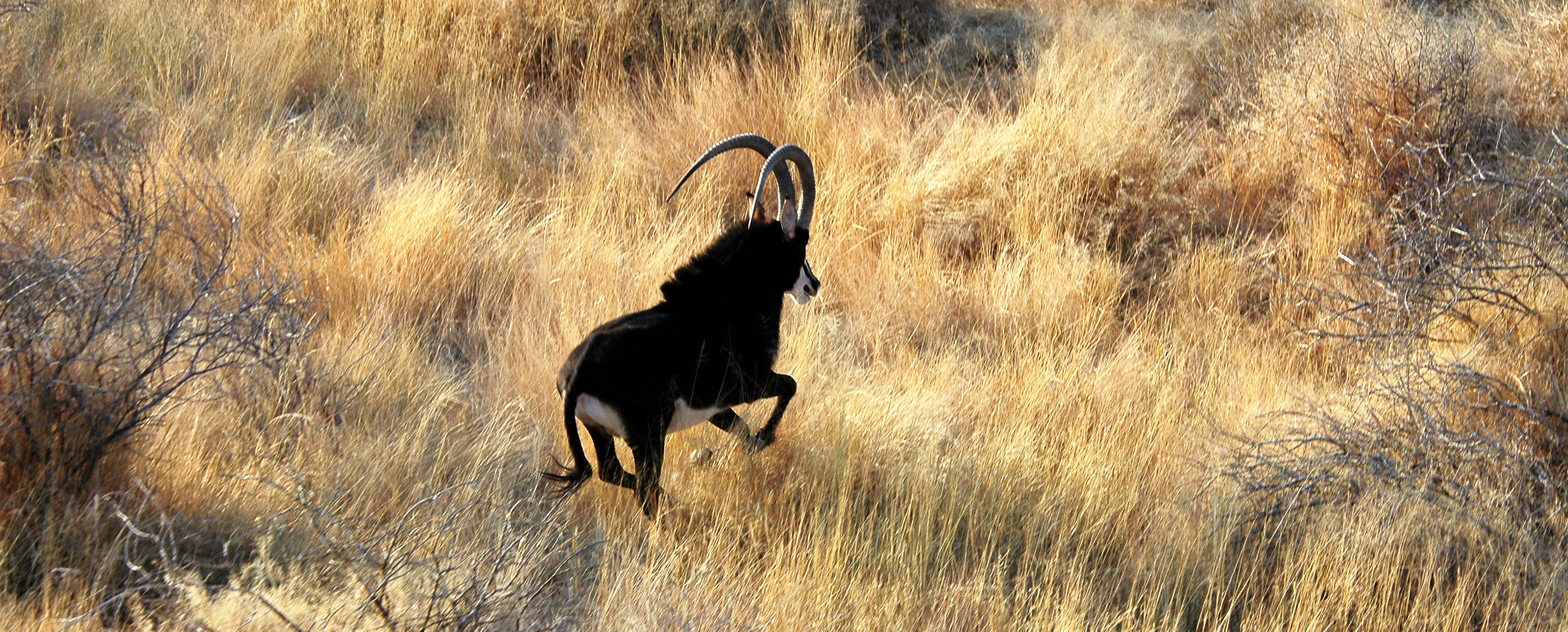 Sable - Dirk de Bod