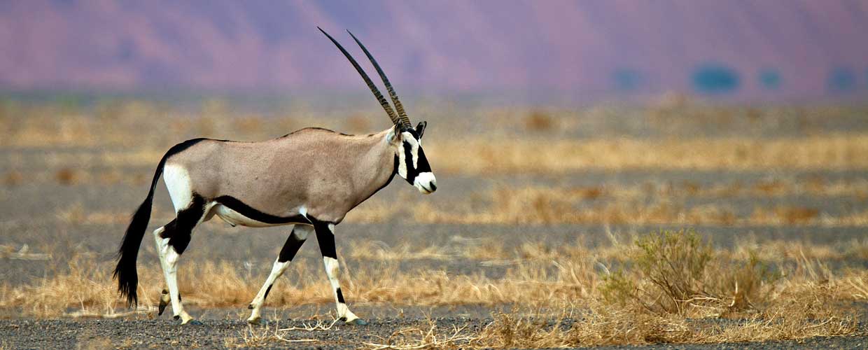 gemsbok_pvs