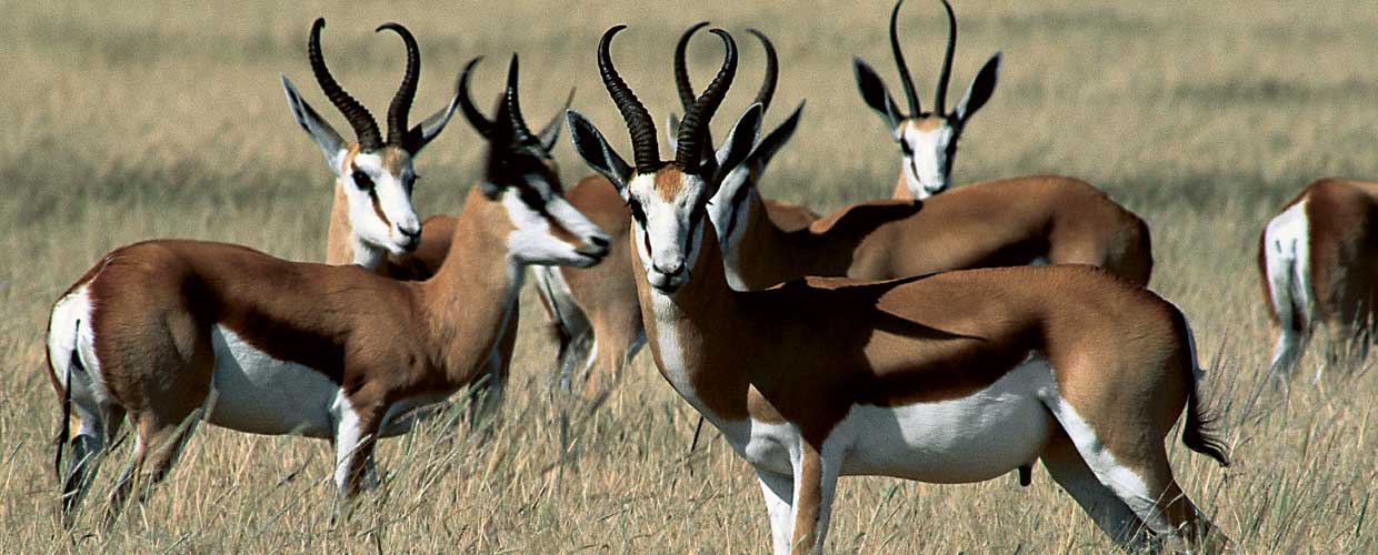 springbok