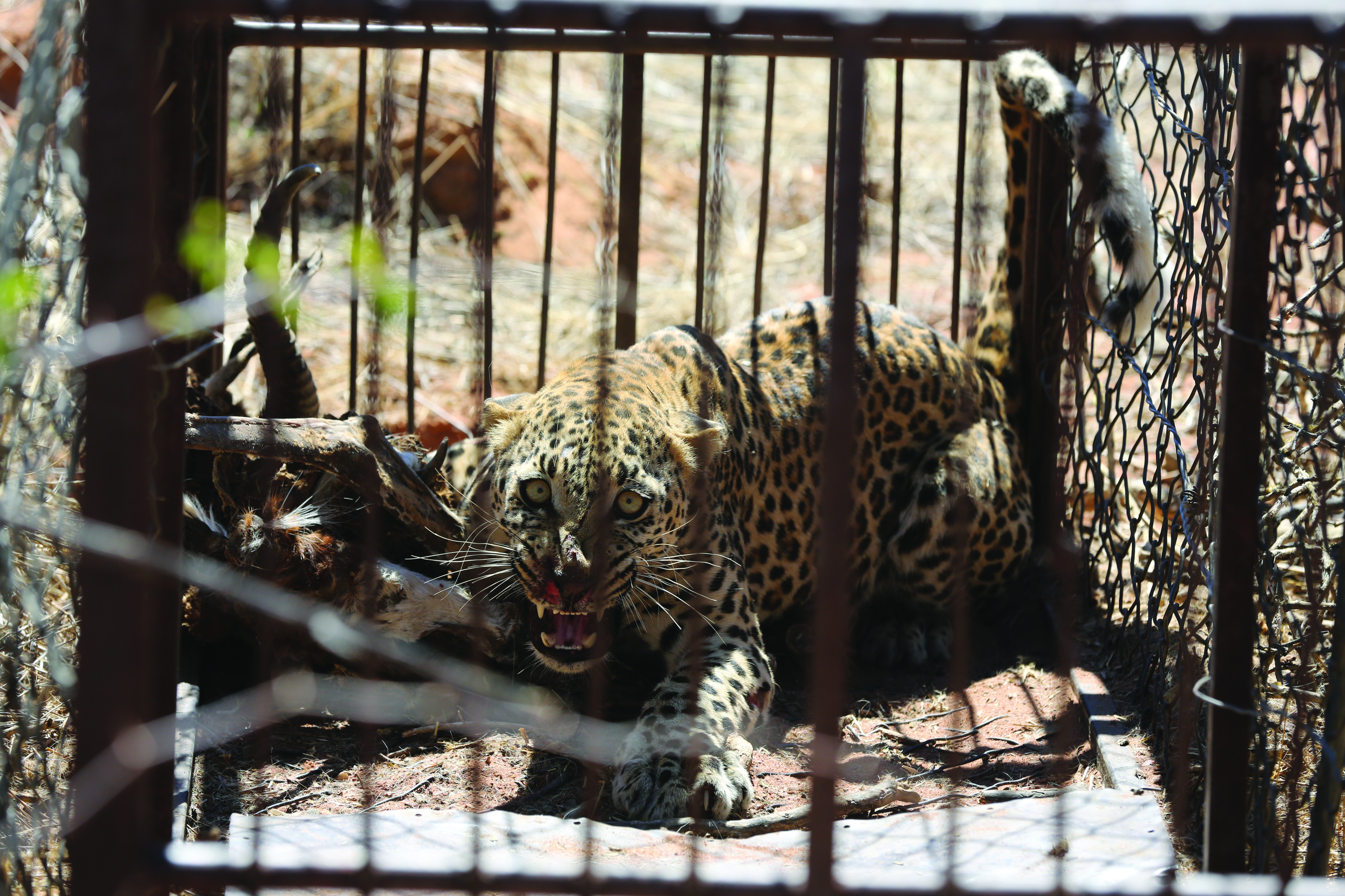 Captured leopard, Dirk Heinrich, Huntinamibia 2017.