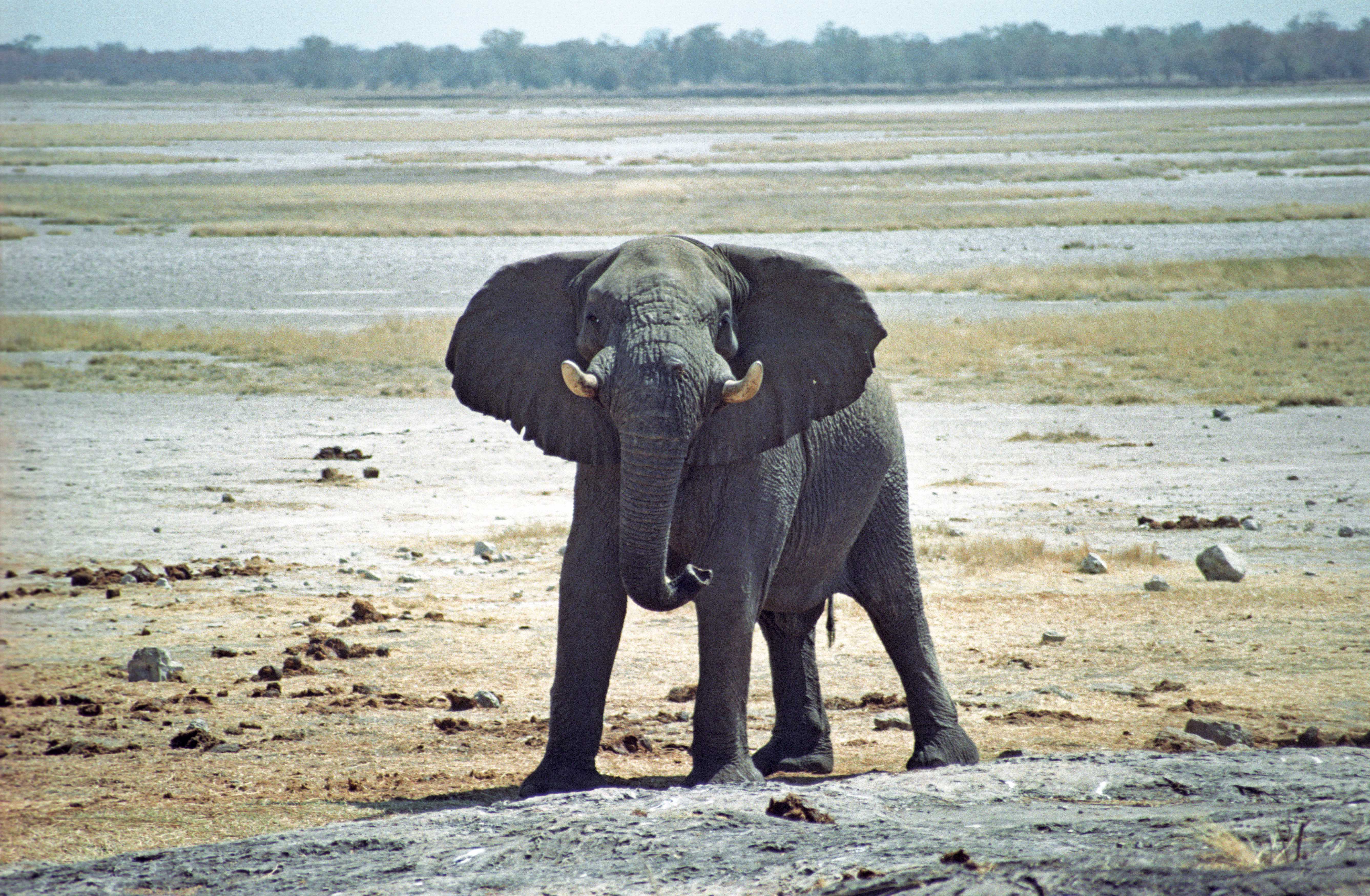 Elephant hunt, Kai-Uwe Denker, HuntiNamibai 2019.