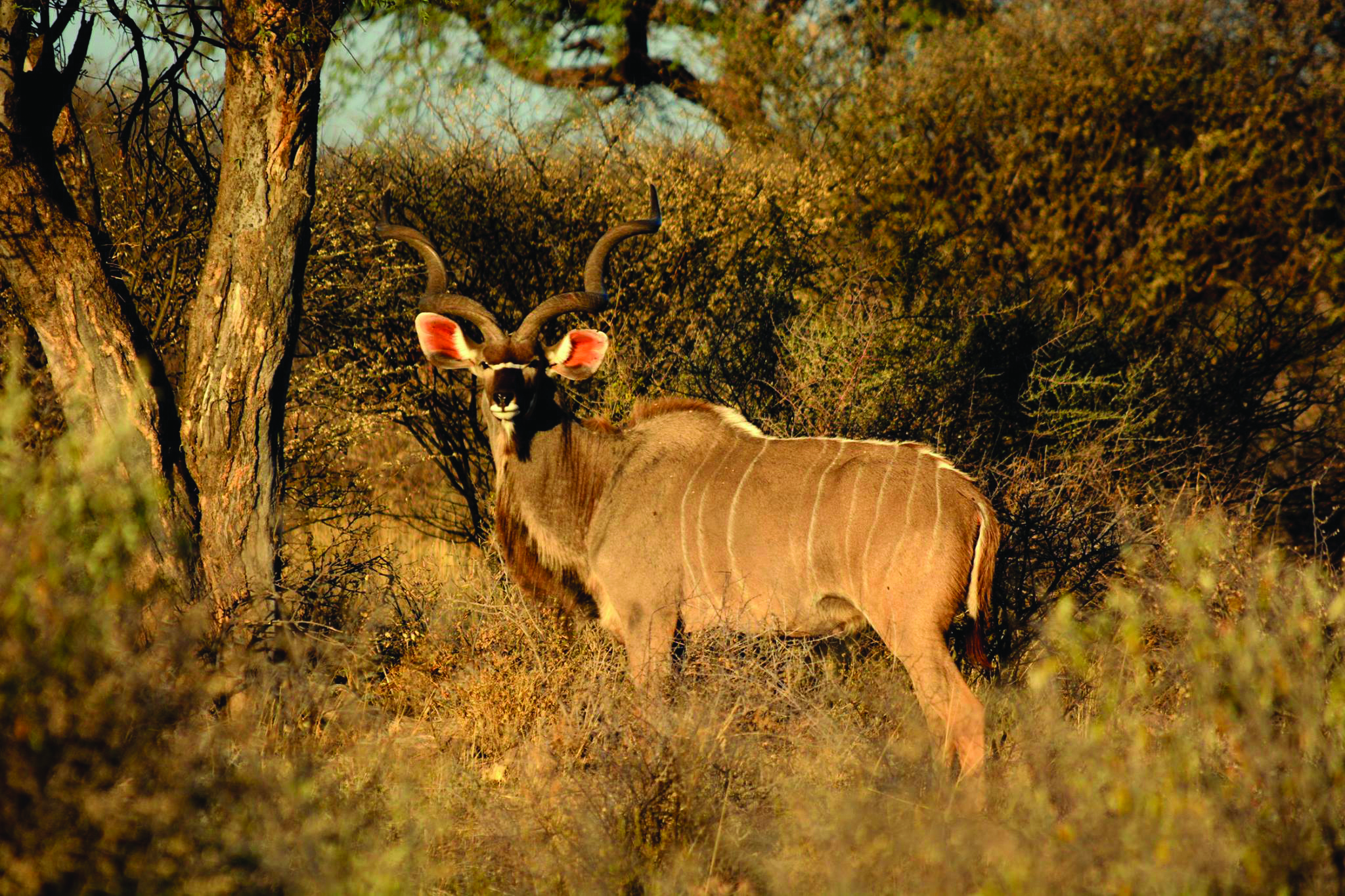 Kudu, HuntiNamibia 2017.