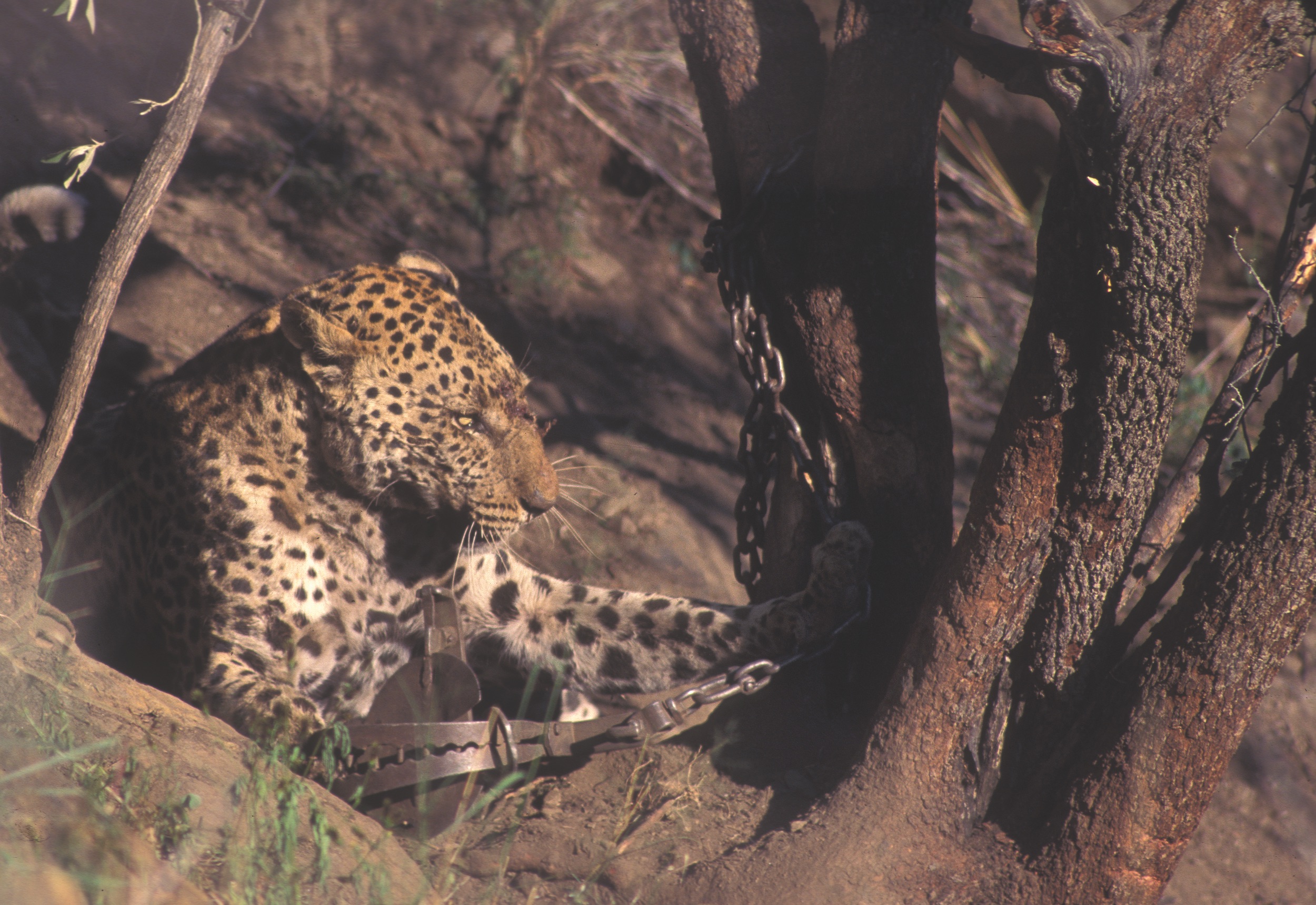 Leopard caught in trap, Dirk Heinrich, HuntiNamibia 2017