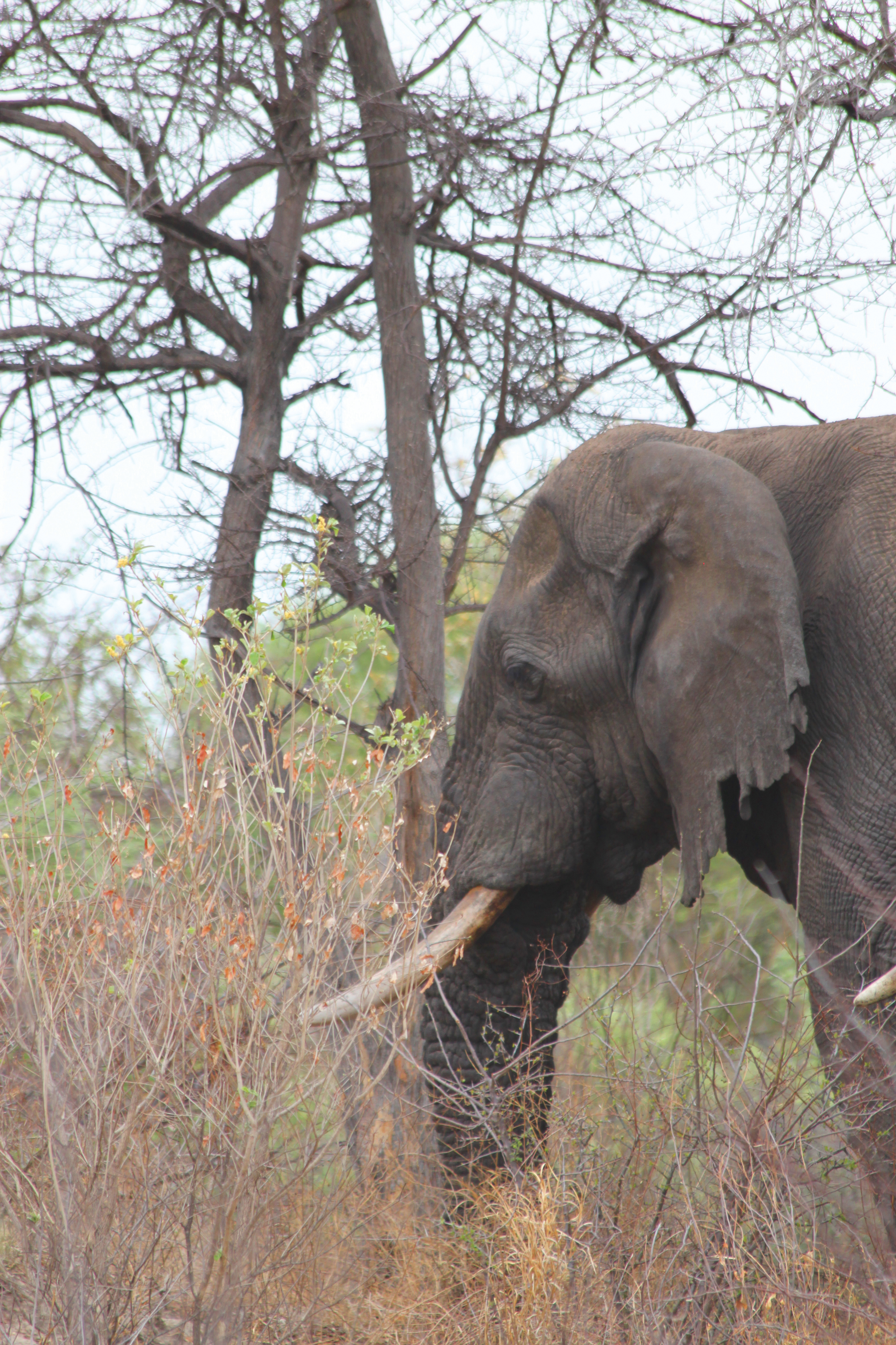 Elephant bull, Kai-Uwe Denker, HuntiNamibia 2019.