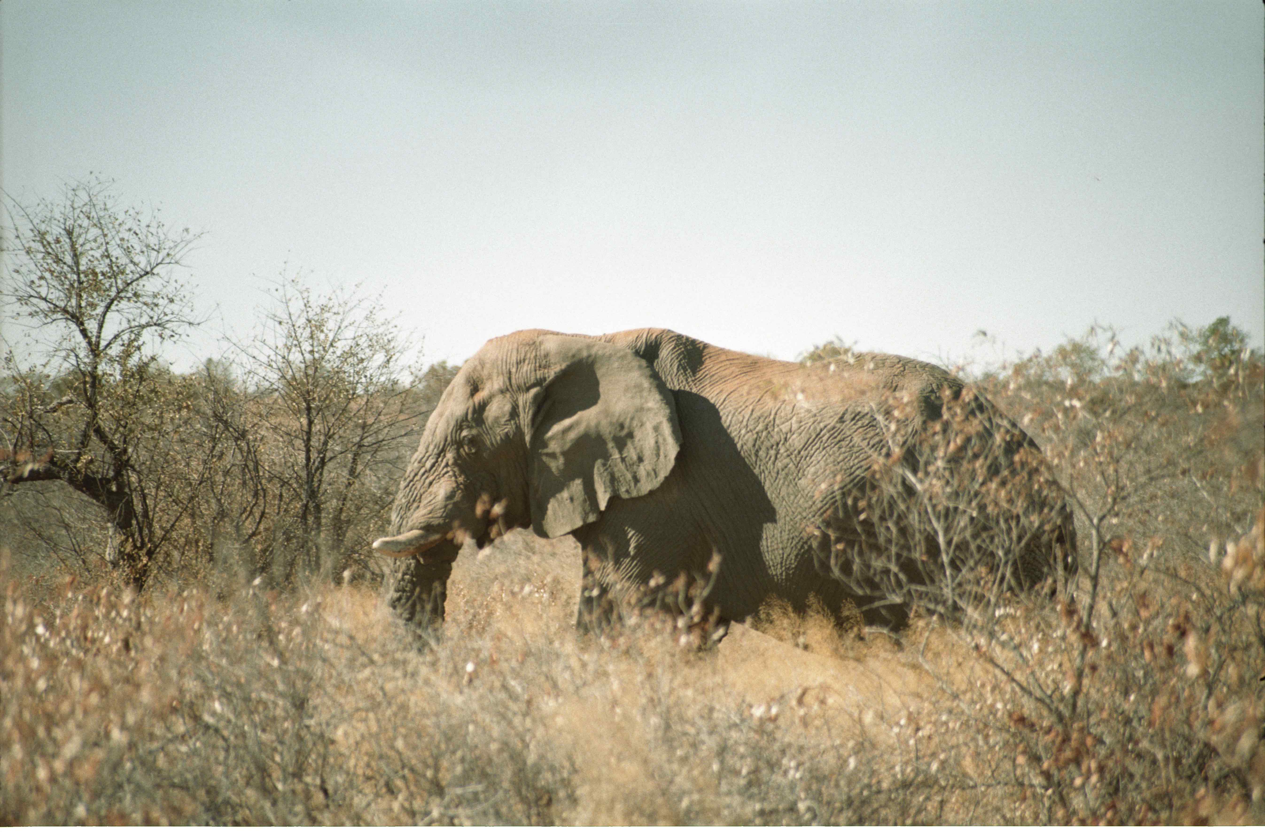 Elephant bull, Kai-Uwe Denker, HuntiNamibia 2019.
